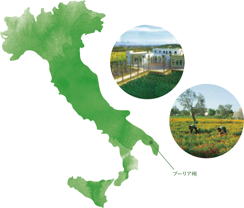 イタリアの農園で栽培したハーブを使用